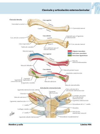 Anatomia - Netter.pdf