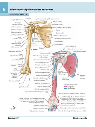 Anatomia - Netter.pdf