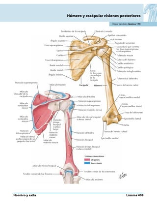 Anatomia - Netter.pdf