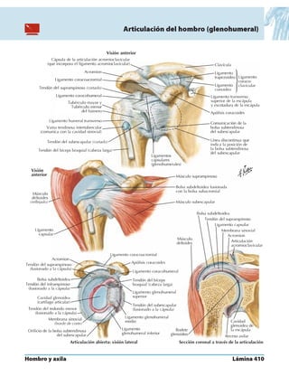 Anatomia - Netter.pdf
