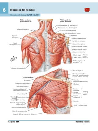 Anatomia - Netter.pdf