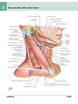 Anatomia - Netter.pdf