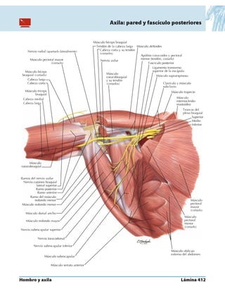 Anatomia - Netter.pdf