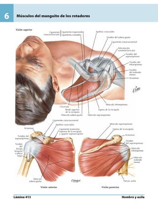 Anatomia - Netter.pdf