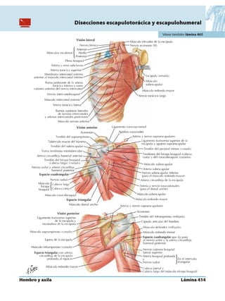 Anatomia - Netter.pdf