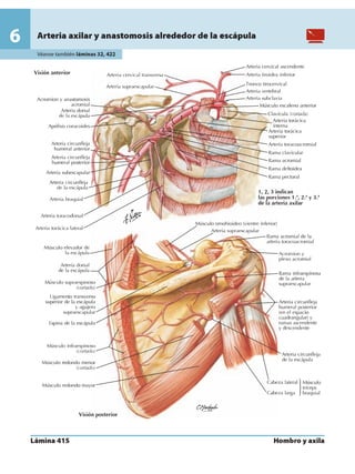 Anatomia - Netter.pdf