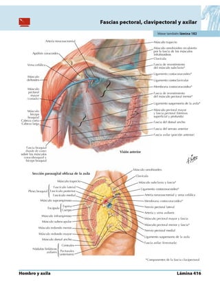 Anatomia - Netter.pdf