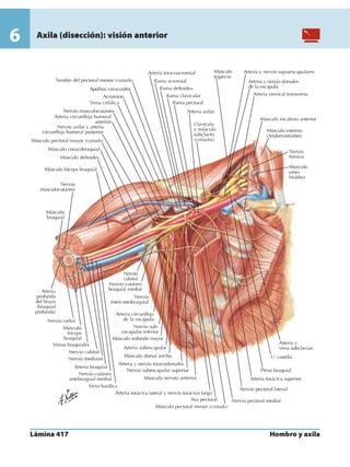 Anatomia - Netter.pdf
