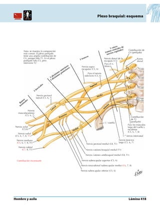Anatomia - Netter.pdf