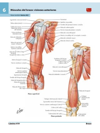 Anatomia - Netter.pdf
