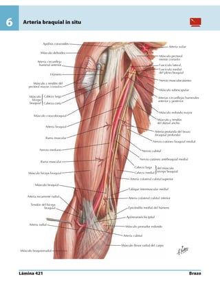 Anatomia - Netter.pdf