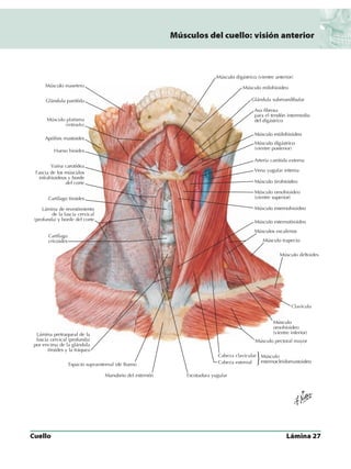 Anatomia - Netter.pdf