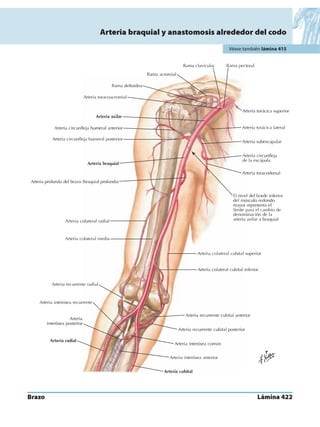 Anatomia - Netter.pdf