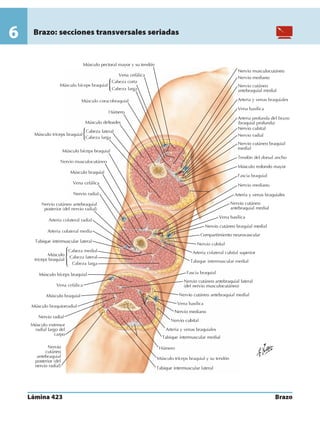 Anatomia - Netter.pdf