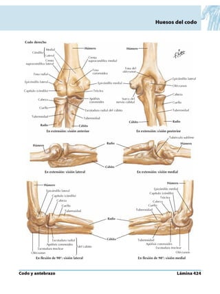 Anatomia - Netter.pdf