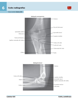 Anatomia - Netter.pdf