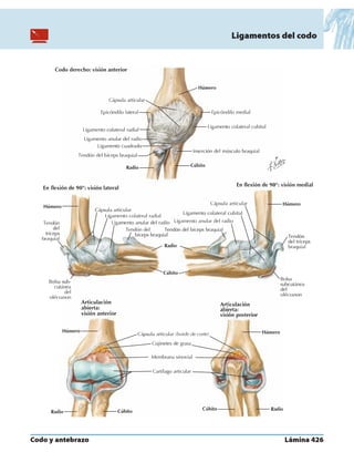 Anatomia - Netter.pdf