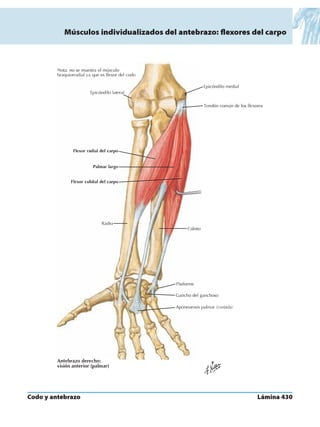 Anatomia - Netter.pdf