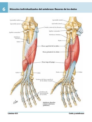 Anatomia - Netter.pdf