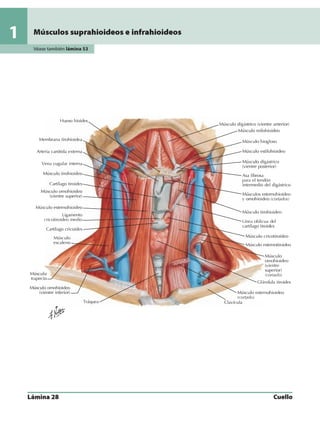 Anatomia - Netter.pdf