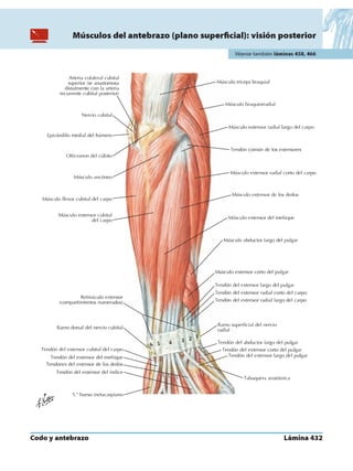 Anatomia - Netter.pdf