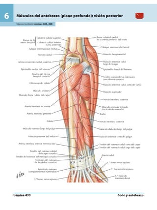 Anatomia - Netter.pdf