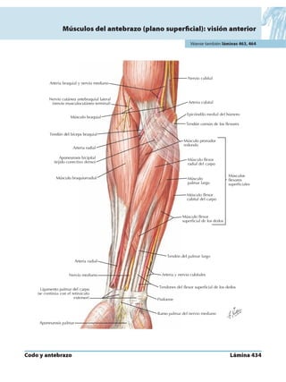 Anatomia - Netter.pdf