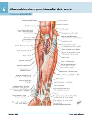 Anatomia - Netter.pdf
