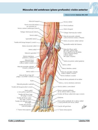Anatomia - Netter.pdf