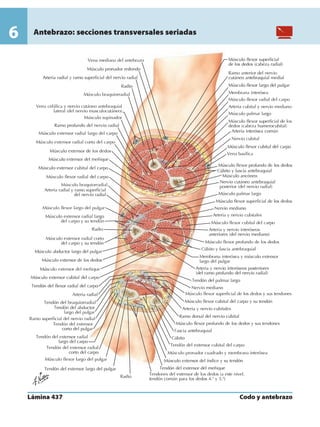 Anatomia - Netter.pdf