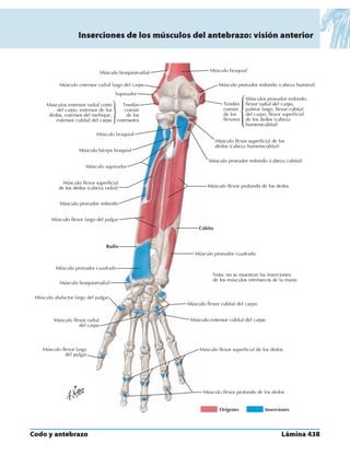 Anatomia - Netter.pdf