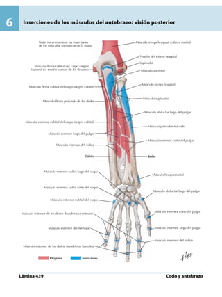 Anatomia - Netter.pdf