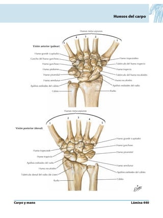 Anatomia - Netter.pdf