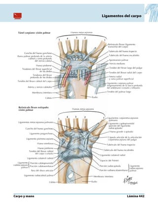 Anatomia - Netter.pdf