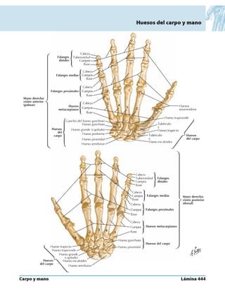 Anatomia - Netter.pdf