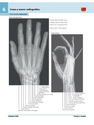 Anatomia - Netter.pdf