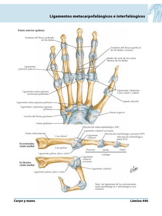 Anatomia - Netter.pdf