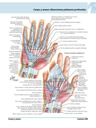 Anatomia - Netter.pdf