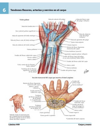 Anatomia - Netter.pdf