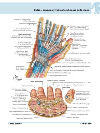Anatomia - Netter.pdf