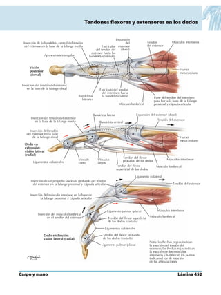 Anatomia - Netter.pdf