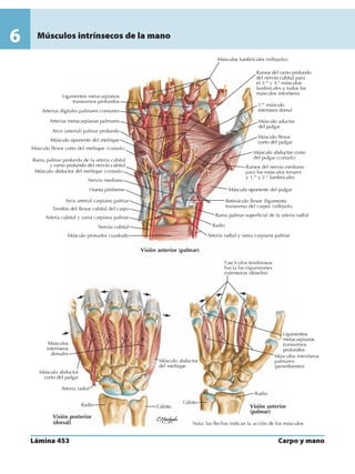 Anatomia - Netter.pdf