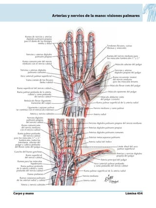 Anatomia - Netter.pdf