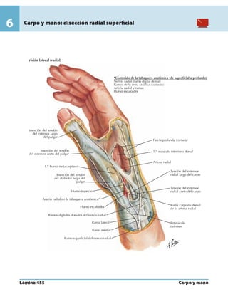 Anatomia - Netter.pdf