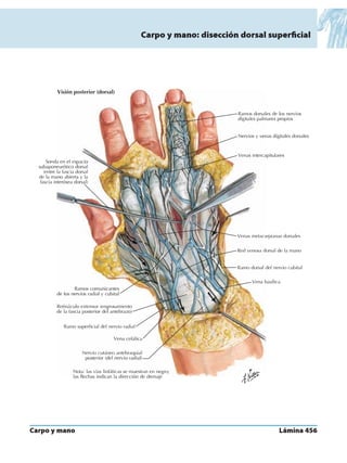 Anatomia - Netter.pdf