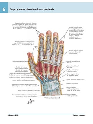 Anatomia - Netter.pdf
