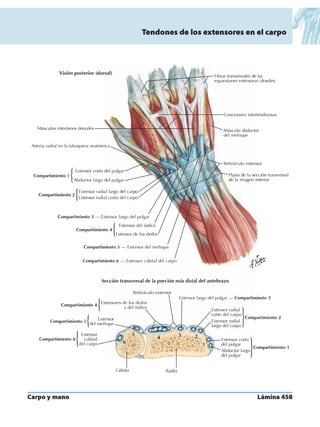 Anatomia - Netter.pdf