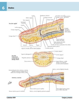 Anatomia - Netter.pdf