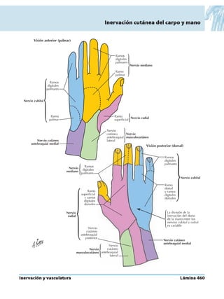 Anatomia - Netter.pdf
