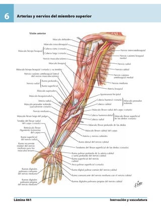 Anatomia - Netter.pdf